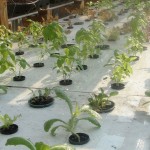 Sahib's Aquaponics Update Sept 29, 2011-Large