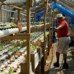 Sahib-Punjabi-in-his-Aquaponics-System