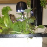Aquaponics Hybrid Urban Growing Systems by Sahib Aquaponics:  “Nano” System