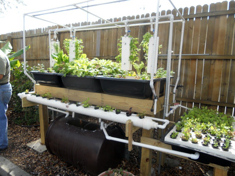 Get Easy Aquaponic System