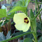 okra