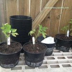 Heirloom-Tomatoes-ready-to-plant