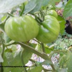 growing-heirloom-tomatoes