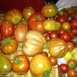 harvest-heirloom-tomatoes