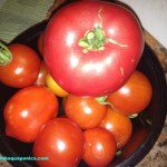 heirloom-tomato-small-bowl